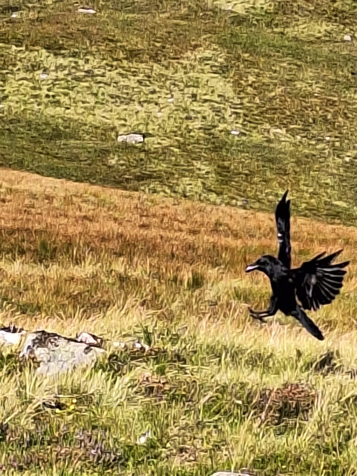 Hike2Heal on Ben Nevis, 2025 — a moment from the climb